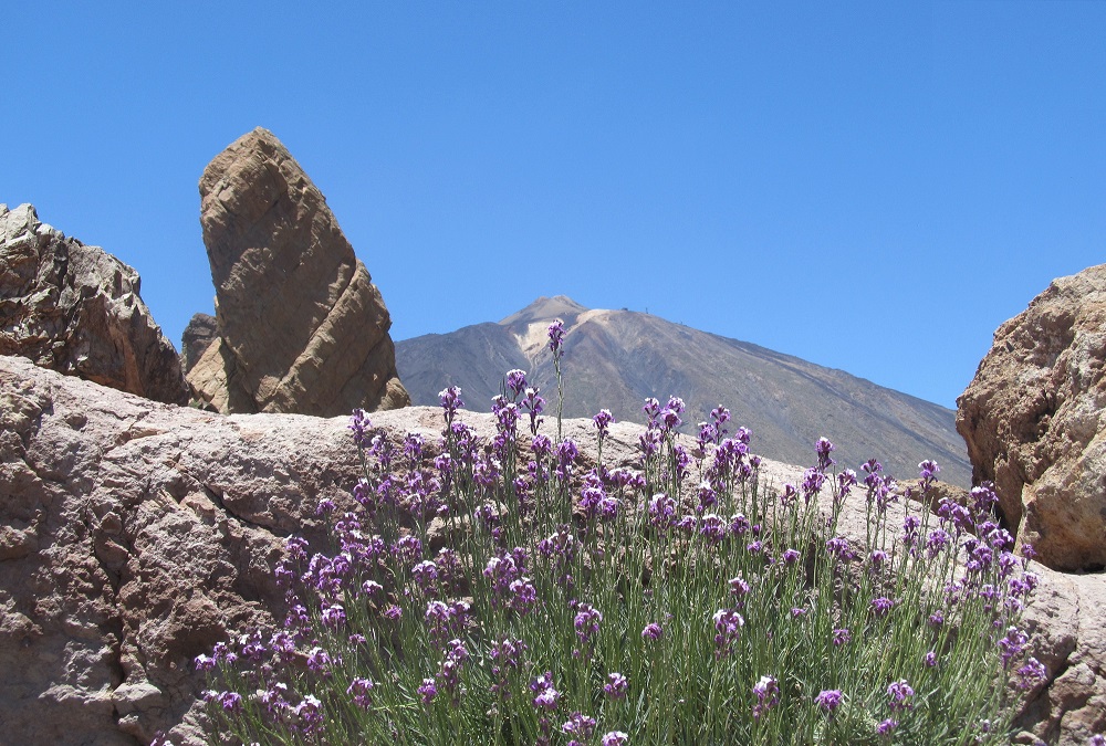 Teide violet in the heart of the mountain