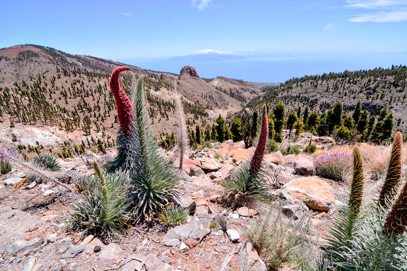 Volcano Teide is more alive than ever due to its peculiar inhabitants