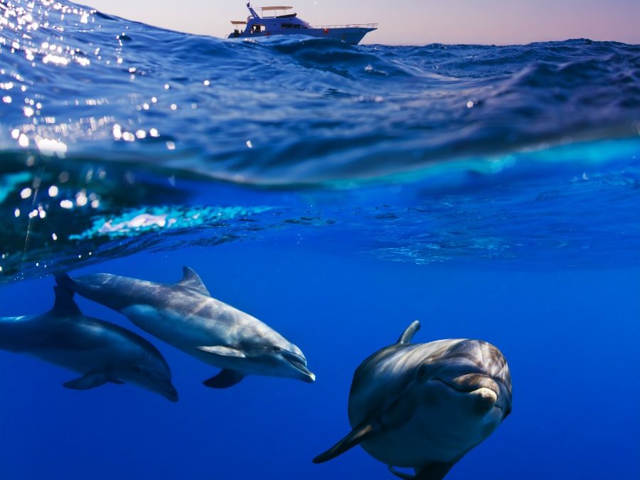 Tenerife, a perfect habitat for whales and dolphins.